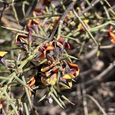 Daviesia genistifolia (Broom Bitter Pea) at Lake George, NSW - 17 Sep 2023 by JaneR