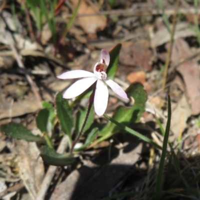 Caladenia fuscata (Dusky Fingers) at Hall, ACT - 17 Sep 2023 by Christine