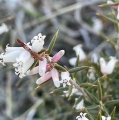 Lissanthe strigosa subsp. subulata (Peach Heath) at Sweeney's TSR - 17 Sep 2023 by JaneR