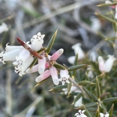 Lissanthe strigosa subsp. subulata (Peach Heath) at Sweeney's Travelling Stock Reserve - 17 Sep 2023 by JaneR