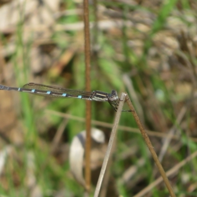 Austrolestes leda (Wandering Ringtail) at Hall, ACT - 17 Sep 2023 by Christine