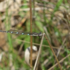 Austrolestes leda (Wandering Ringtail) at Hall, ACT - 17 Sep 2023 by Christine