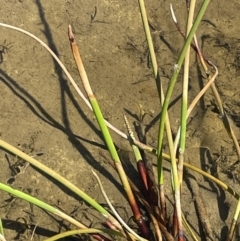 Eleocharis sphacelata (Tall Spike-rush) at Lake George, NSW - 17 Sep 2023 by JaneR