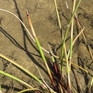 Eleocharis sphacelata at Lake George, NSW - 17 Sep 2023