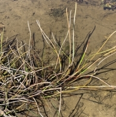 Eleocharis sphacelata at Lake George, NSW - 17 Sep 2023 11:40 AM