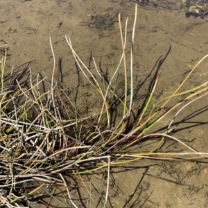 Eleocharis sphacelata at Lake George, NSW - 17 Sep 2023