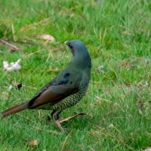 Ptilonorhynchus violaceus at Penrose, NSW - 14 Sep 2023