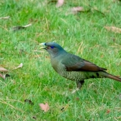 Ptilonorhynchus violaceus at Penrose, NSW - 14 Sep 2023