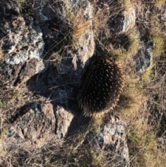 Tachyglossus aculeatus (Short-beaked Echidna) at Michelago, NSW - 16 Sep 2023 by Nockels