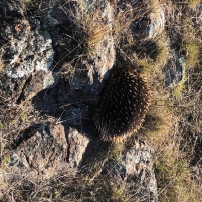 Tachyglossus aculeatus (Short-beaked Echidna) at Michelago, NSW - 16 Sep 2023 by Nockels
