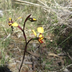 Diuris pardina at Hall, ACT - suppressed