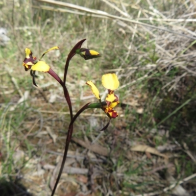 Diuris pardina (Leopard Doubletail) at Hall, ACT - 17 Sep 2023 by Christine