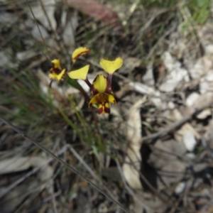 Diuris pardina at Hall, ACT - suppressed