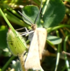 Scopula rubraria at Queanbeyan West, NSW - 18 Sep 2023 08:22 AM