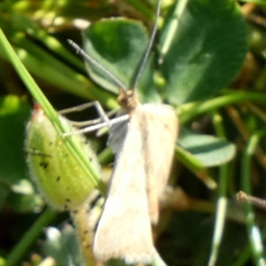 Scopula rubraria at Queanbeyan West, NSW - 18 Sep 2023 08:22 AM