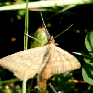 Scopula rubraria at Queanbeyan West, NSW - 18 Sep 2023 08:22 AM