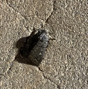 Proteuxoa provisional species 3 at Phillip, ACT - 17 Sep 2023 08:25 PM