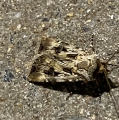 Agrotis munda (Brown Cutworm) at Phillip, ACT - 17 Sep 2023 by Tapirlord