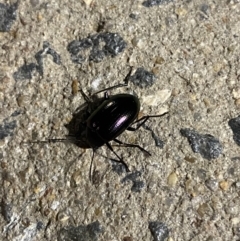 Chalcopteroides sp. (genus) at Phillip, ACT - 17 Sep 2023