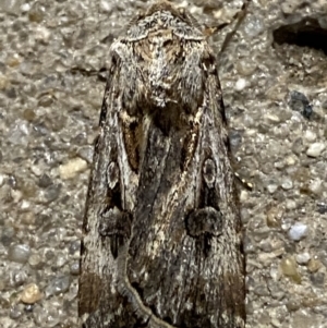 Agrotis munda at Phillip, ACT - 17 Sep 2023 08:23 PM