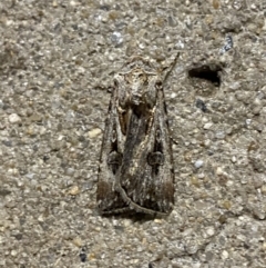 Agrotis munda at Phillip, ACT - 17 Sep 2023 08:23 PM