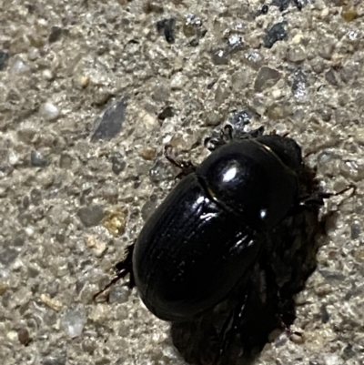 Unidentified Scarab beetle (Scarabaeidae) at Phillip, ACT - 17 Sep 2023 by Tapirlord