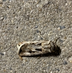 Agrotis munda (Brown Cutworm) at Phillip, ACT - 17 Sep 2023 by Tapirlord