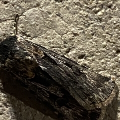 Agrotis munda (Brown Cutworm) at Phillip, ACT - 17 Sep 2023 by Tapirlord