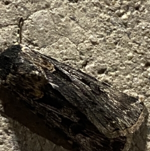 Agrotis munda at Phillip, ACT - 17 Sep 2023 08:23 PM