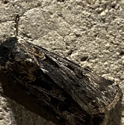 Agrotis munda (Brown Cutworm) at Phillip, ACT - 17 Sep 2023 by Tapirlord