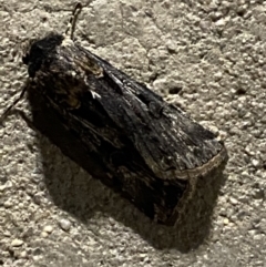 Agrotis munda at Phillip, ACT - 17 Sep 2023 08:23 PM