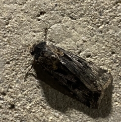 Agrotis munda at Phillip, ACT - 17 Sep 2023 08:23 PM