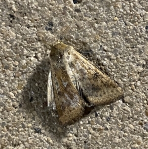 Helicoverpa (genus) at Phillip, ACT - 17 Sep 2023