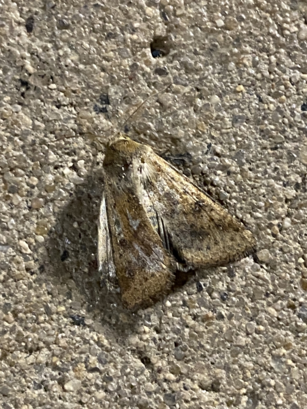 Helicoverpa (genus) at Phillip, ACT - 17 Sep 2023