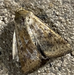 Helicoverpa (genus) at Phillip, ACT - 17 Sep 2023