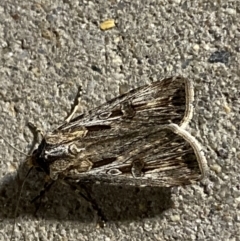 Agrotis munda (Brown Cutworm) at Phillip, ACT - 17 Sep 2023 by Tapirlord