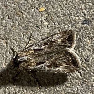 Agrotis munda at Phillip, ACT - 17 Sep 2023