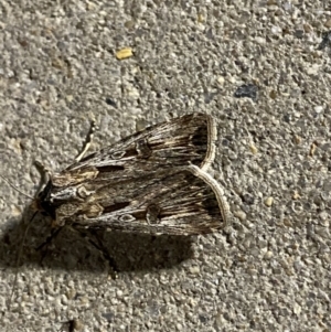 Agrotis munda at Phillip, ACT - 17 Sep 2023