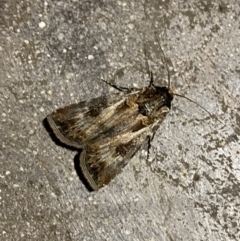 Agrotis munda (Brown Cutworm) at Phillip, ACT - 17 Sep 2023 by Tapirlord