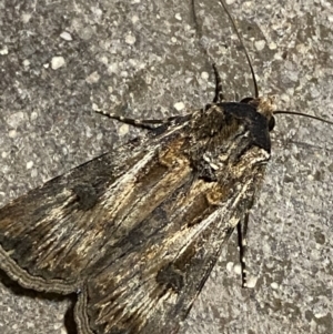 Agrotis munda at Phillip, ACT - 17 Sep 2023