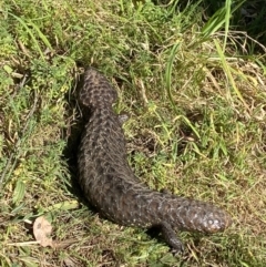 Tiliqua rugosa (Shingleback Lizard) at Mount Majura - 16 Sep 2023 by Tapirlord