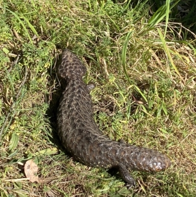 Tiliqua rugosa (Shingleback Lizard) at Majura, ACT - 16 Sep 2023 by Tapirlord