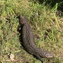 Tiliqua rugosa at Majura, ACT - 16 Sep 2023