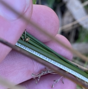 Juncus flavidus at Majura, ACT - 16 Sep 2023