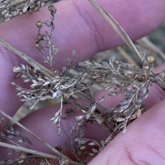 Juncus flavidus at Majura, ACT - 16 Sep 2023 03:07 PM