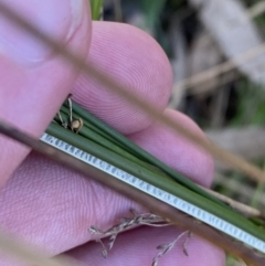 Juncus flavidus at Majura, ACT - 16 Sep 2023 03:07 PM