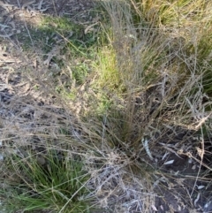 Juncus flavidus at Majura, ACT - 16 Sep 2023