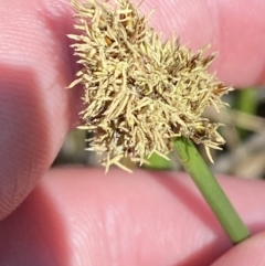 Carex tereticaulis (Poongort) at Mount Majura - 16 Sep 2023 by Tapirlord