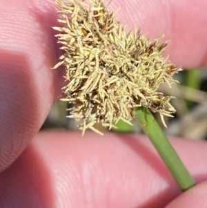 Carex tereticaulis at Majura, ACT - 16 Sep 2023