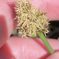 Carex tereticaulis at Majura, ACT - 16 Sep 2023